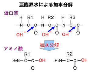 蛋白質の加水分解