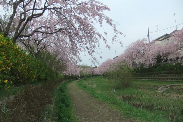 枝垂れ桜満開の野川